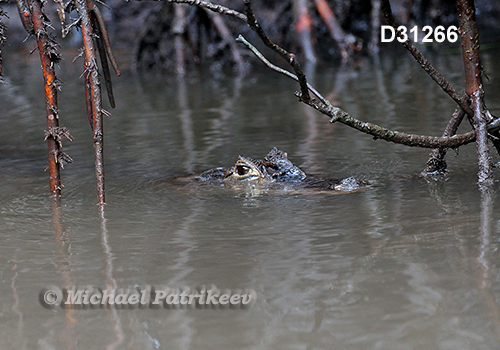 Spectacled Caiman (Caiman crocodilus)